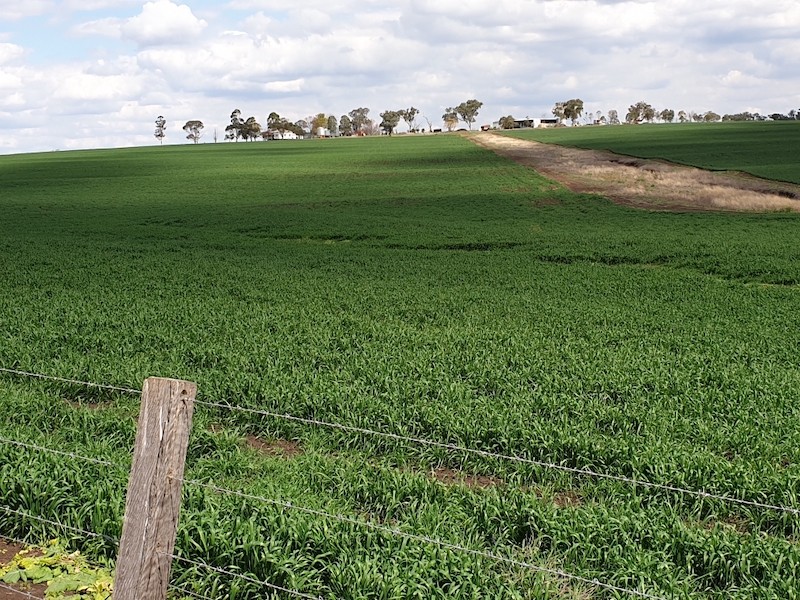 australian health boosters farmland